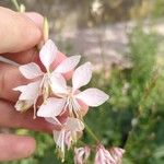 Oenothera gauraFlower