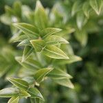 Sarcococca pruniformis Fuelha