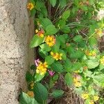 Lantana aculeata Costuma