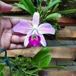 Cattleya pumila Flor