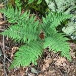 Dryopteris marginalis Blad