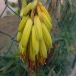Aloe striatula Květ