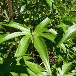 Delphinium staphisagria Blatt