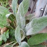 Stachys byzantinaLeaf