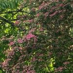 Robinia x margaretta Floare