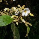 Lycianthes luteynii Λουλούδι