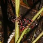 Miconia purpureoviolacea Fruit