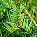Taxus canadensis Blomma