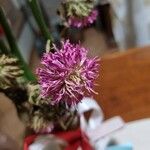 Trifolium alpestre Квітка