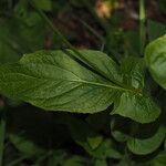 Crepis lampsanoides Likasa