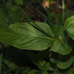 Crepis lampsanoides Feuille