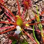 Drosera intermedia Flower