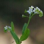 Myosotis laxa Květ