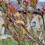 Leucadendron salignum Frukt