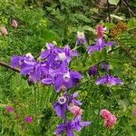 Aquilegia alpinaBlomst