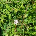 Geranium sibiricumFlower