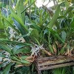 Coelogyne foerstermannii Hábito