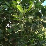 Acacia mangium Ліст
