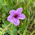 Erodium botrys Flor