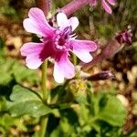 Silene aegyptiaca