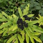 Sambucus ebulusЦветок