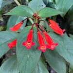 Kohleria hirsuta 花