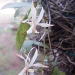 Aerangis collum-cygni ফুল