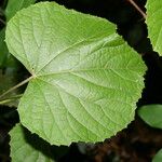 Vitis tiliifolia Leaf