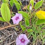 Ipomoea pes-capraeFlors