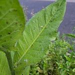 Nicotiana sylvestris Blad