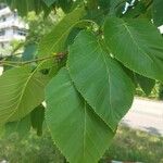 Betula maximowicziana 葉