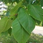 Betula maximowicziana Folha