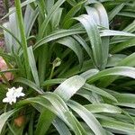 Hyacinthoides hispanica Leaf