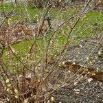 Corylopsis veitchiana Habit