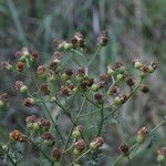 Jacobaea erucifolia Frucht