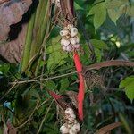 Heliconia pendula फल