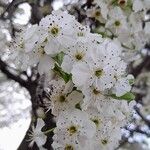 Pyrus calleryana Blüte