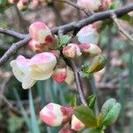 Chaenomeles speciosaFlower