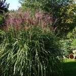 Miscanthus sinensis Libunga