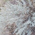 Artemisia cana Leaf