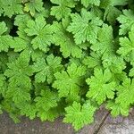 Geranium aculeolatum Leaf