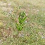 Lupinus bicolor Fruit