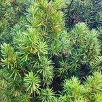 Podocarpus neriifolius Habit