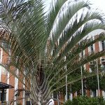 Dypsis decaryi Ліст