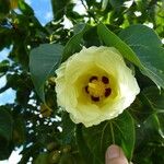 Thespesia populnea Kukka