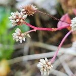 Persicaria capitata Цвят