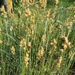 Carex spicata Habitus