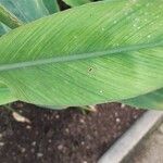 Alpinia galanga Leaf