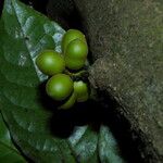 Desmopsis schippii Fruit