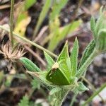 Helianthemum ledifolium Ffrwyth